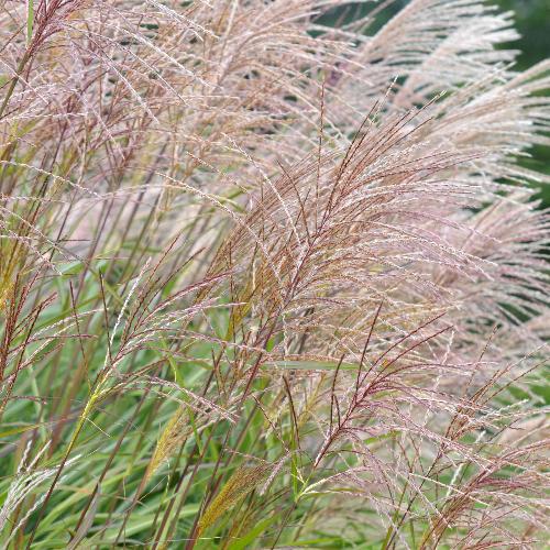 //everythingplants.co.uk/cdn/shop/files/Chinese-Silver-Grasses-1_42e37e2c-8561-4f73-a4eb-c77ee8f75cbc.jpg?v=1745491285