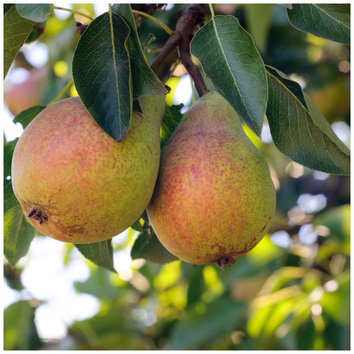 //everythingplants.co.uk/cdn/shop/files/Clapps-Favourite-Pear-1_b8839069-5c7c-41cc-a3f9-2fd36cec5f79.jpg?v=1745491299