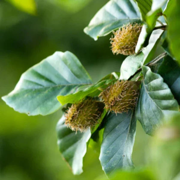 //everythingplants.co.uk/cdn/shop/files/Common-Beech-Pleached-Tree-1_db683dc1-a879-4333-8487-f1338e3edb9c.webp?v=1745491317