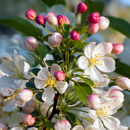 Evereste Crab Apple Tree...