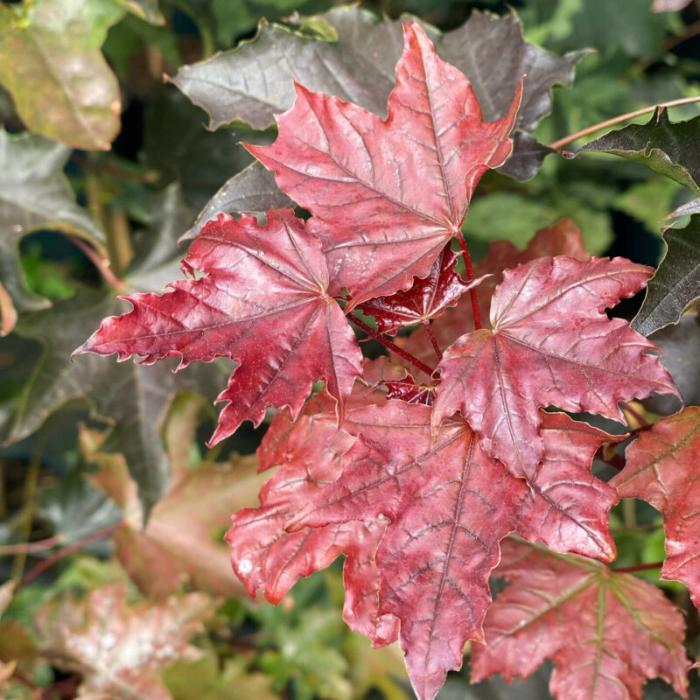 //everythingplants.co.uk/cdn/shop/files/Crimson-King-Ornamental-Tree-1_aaaa1c6b-8a89-4f25-beb3-c1e5a253f557.jpg?v=1745491397