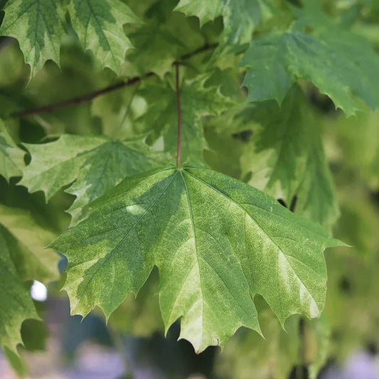 Drummond Norway Maple Ornamental Tree Root ball. For seasonal/pre-order availability and pricing, call 0330 236 7330.