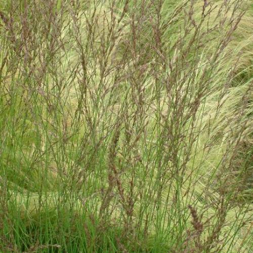 Edith Dudszus Purple Moor Ornamental Grasses (Molinia Caerulea Edith Dudszus)