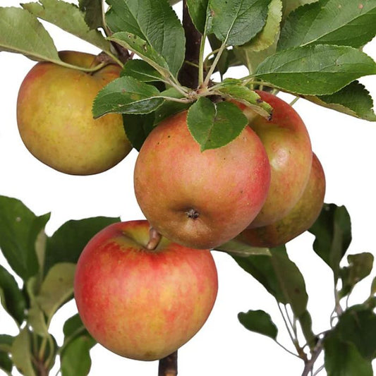 Elstar Apple Fruit Tree Instant Hedging. For seasonal/pre-order availability and pricing, call 0330 236 7330.