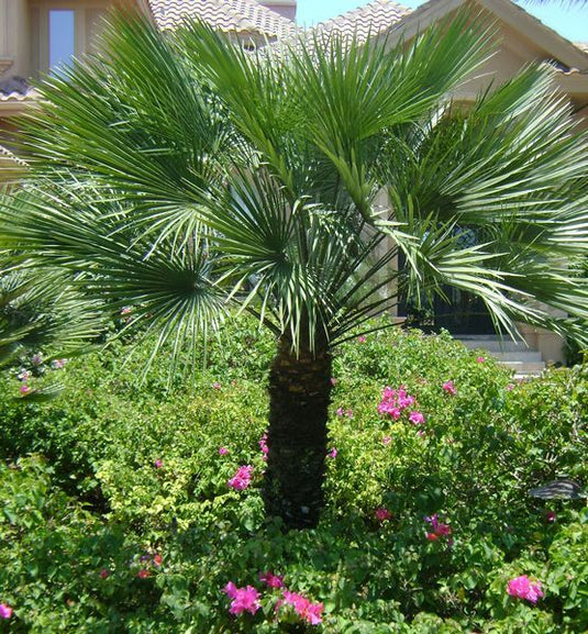 Beautiful Palm Trees Collection...