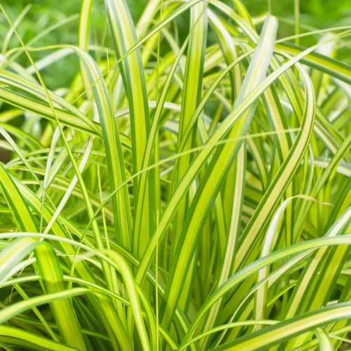 Eversheen Sedge Ornamental Grasses (Carex Oshimensis Eversheen)