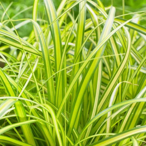 //everythingplants.co.uk/cdn/shop/files/Eversheen-Sedge-Ornamental-Grasses-1_f8383d5b-c0ee-4ba5-b3f4-bcb99e5b8b2b.webp?v=1745491772