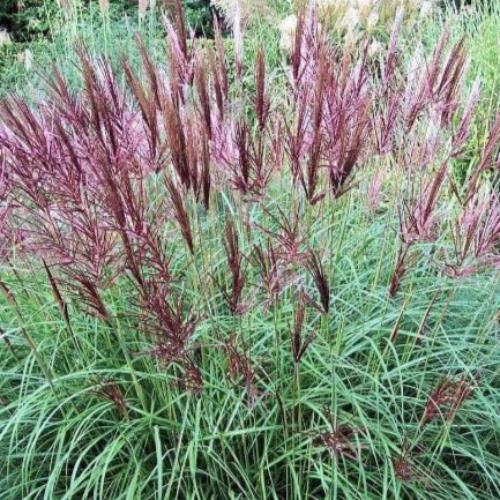 //everythingplants.co.uk/cdn/shop/files/Ferner-Osten-Grasses-1_60232c17-4d7b-4fdf-a62a-edfef0cfedb1.jpg?v=1745491819