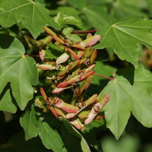 //everythingplants.co.uk/cdn/shop/files/Field-Maple-Pleached-Tree-1_c2ea6a5c-d080-4433-b5ca-51fdd7d5f974.jpg?v=1745850213