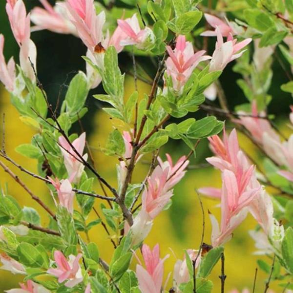 //everythingplants.co.uk/cdn/shop/files/Flamingo-Willow-Tree-1_6c88c9e8-dc8b-4b02-9d35-2646880dac0f.jpg?v=1745850229