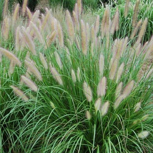 //everythingplants.co.uk/cdn/shop/files/Fountain-Ornamental-Grasses-1_9140fe2c-f5a4-462c-b265-4c7067e3ea1e.jpg?v=1745491944