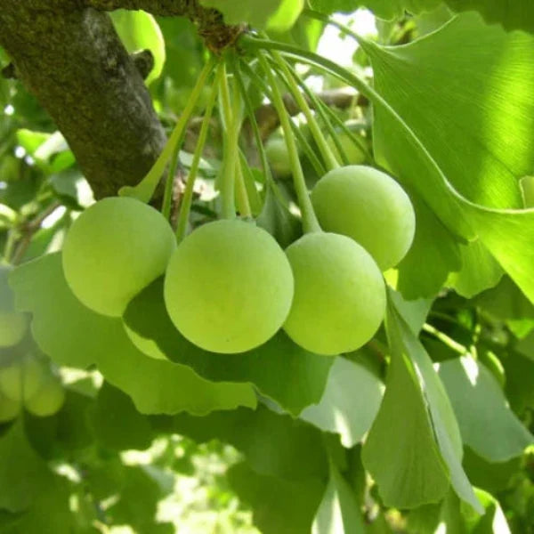 //everythingplants.co.uk/cdn/shop/files/Ginkgo-Ornamental-Tree-1_7f861d0e-62e0-4d00-bda4-bde8471933c1.webp?v=1745491996