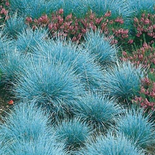 //everythingplants.co.uk/cdn/shop/files/Intense-Blue-Fescue-Grasses-1_31e6c496-23f3-41f0-a23a-936337046f0a.jpg?v=1745492500