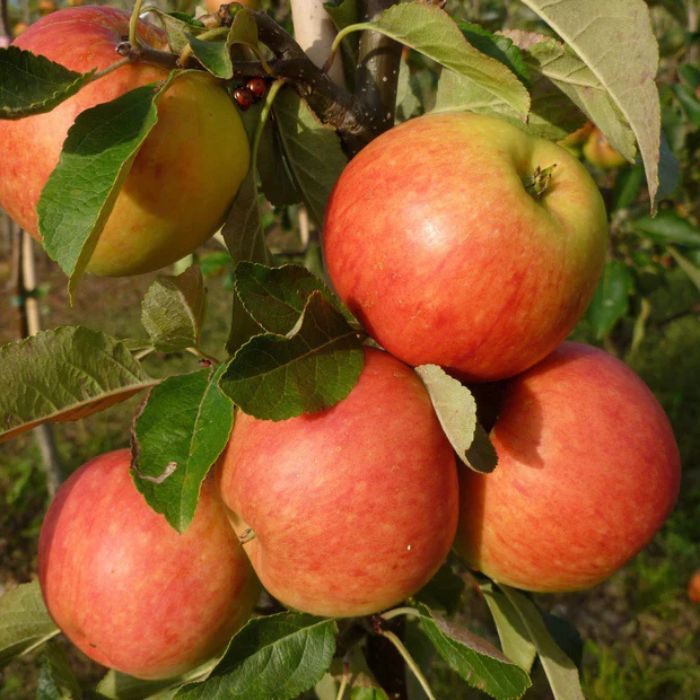 James Greive Apple Fruit Tree Hedge (Malus domestica 'James Greive')