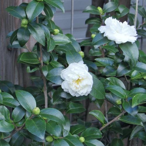 Japanese Camellia Italian Plants Pot Grown 55L 150/175cm