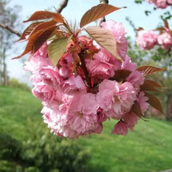 //everythingplants.co.uk/cdn/shop/files/Kanzan-Cherry-Ornamental-Tree-1_027d8b54-9c9f-4fe8-84a7-7ccbe84bade0.webp?v=1745850441