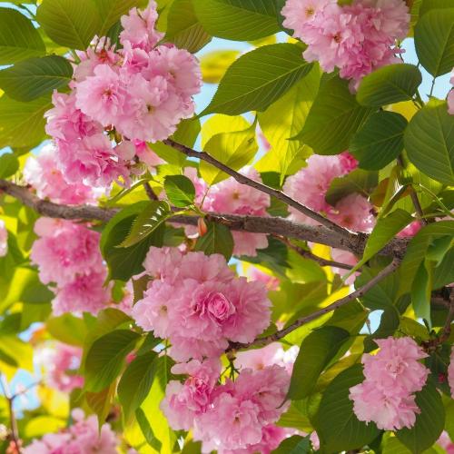 Kanzan Cherry Pleached Tree (Prunus 'Kanzan')