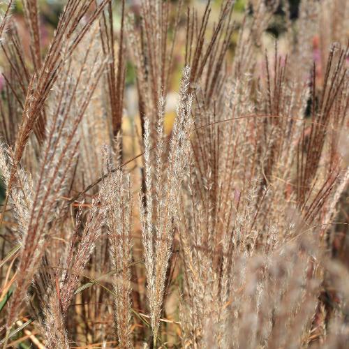 //everythingplants.co.uk/cdn/shop/files/Kleine-Silberspinne-Maiden-Grasses-1_3c54de76-9c05-4b36-b235-5f97f53cd480.jpg?v=1745492644