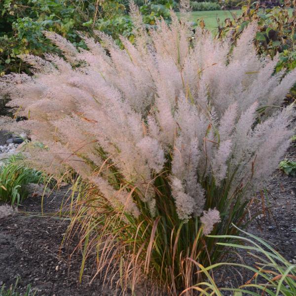 //everythingplants.co.uk/cdn/shop/files/Korean-Feather-Reed-Grasses-1_46b9c62f-4ff2-4678-8d4d-ffbddf0e475b.jpg?v=1745492647