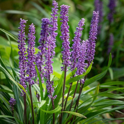 //everythingplants.co.uk/cdn/shop/files/Lilyturf-Ornamental-Grasses-1_9aa286a6-bffc-41a8-8822-58036f8b0205.jpg?v=1745492694