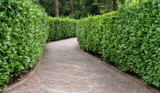 Pot Grown Mixed Native Hedging