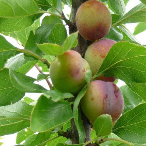 //everythingplants.co.uk/cdn/shop/files/Opal-Plum-1_015ff8e7-1cda-45ef-ad0b-c0dac9723062.jpg?v=1745492848