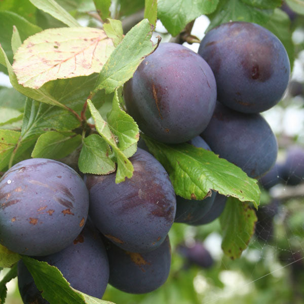//everythingplants.co.uk/cdn/shop/files/Opal-Plum-4.jpg?v=1729603374
