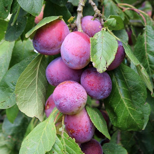 Opal Plum Fruit Tree Pot Grown 10L Girth 6/8 (x14) Multi-deal