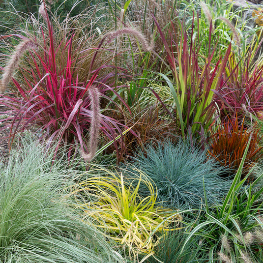 Grasses Collection...