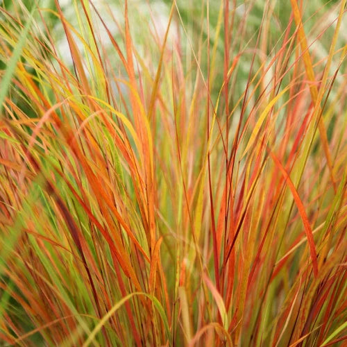 Pheasant Tail Ornamental Grasses