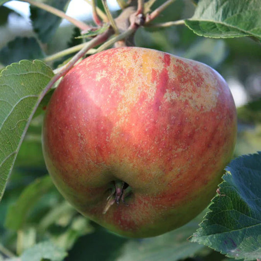 Red Boskoop Apple Fruit Tree Instant Hedging. For seasonal/pre-order availability and pricing, call 0330 236 7330.