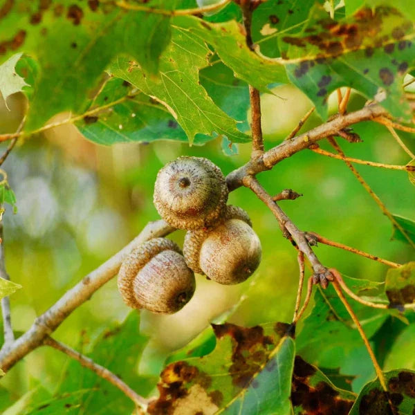 //everythingplants.co.uk/cdn/shop/files/Red-Oak-Ornamental-Tree-1_095f3cab-143b-4463-8cdc-4f870ce4edbf.webp?v=1745850776