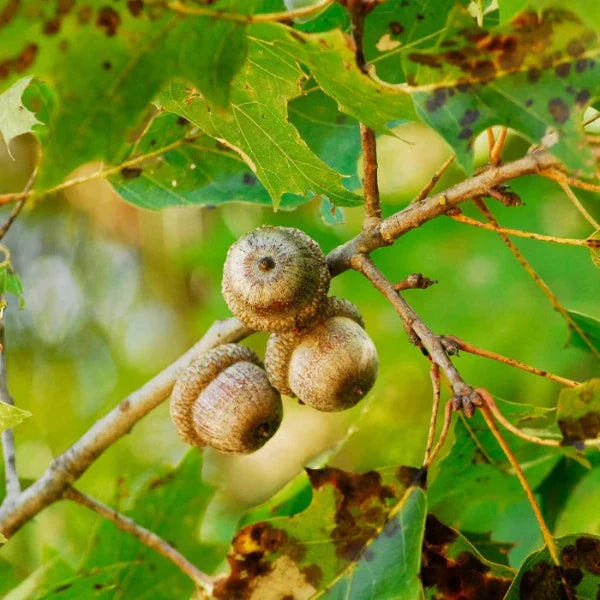 //everythingplants.co.uk/cdn/shop/files/Red-Oak-Ornamental-Tree-1_4ef9520c-45f5-4a8b-adde-38f89a794dd9.webp?v=1745493530