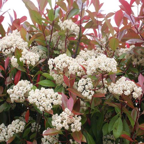 //everythingplants.co.uk/cdn/shop/files/Red-Robin-Pleached-Tree-1_a749f2f0-77db-419f-8542-a89d82898a4a.jpg?v=1745944062
