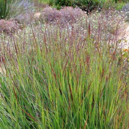 //everythingplants.co.uk/cdn/shop/files/Shenandoah-Switchgrass-1_b3b922b5-9135-491f-977a-948f714845e5.jpg?v=1745493329