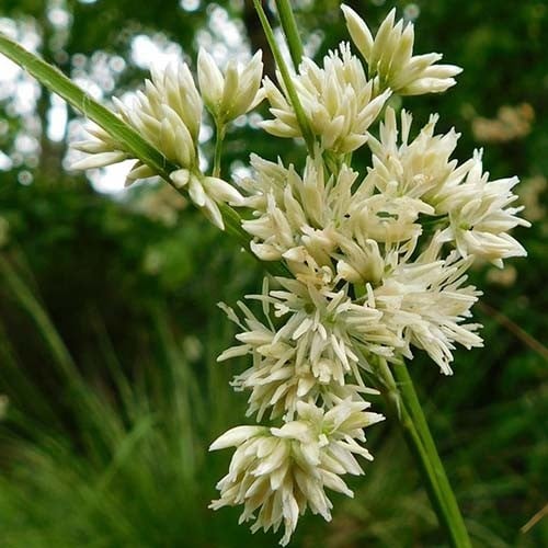 Snowflake Woodrush Ornamental Grasses Bare root. For seasonal/pre-order availability and pricing, call 0330 236 7330.