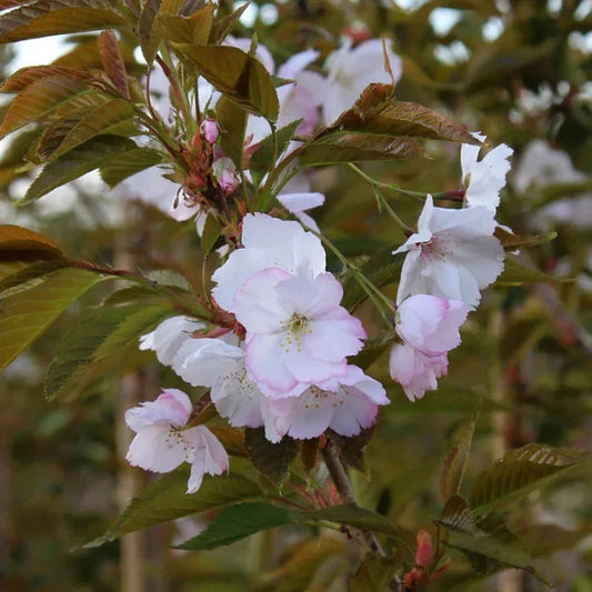 Sunset Boulevard Cherry Ornamental Tree Instant Hedging. For seasonal/pre-order availability and pricing, call 0330 236 7330.