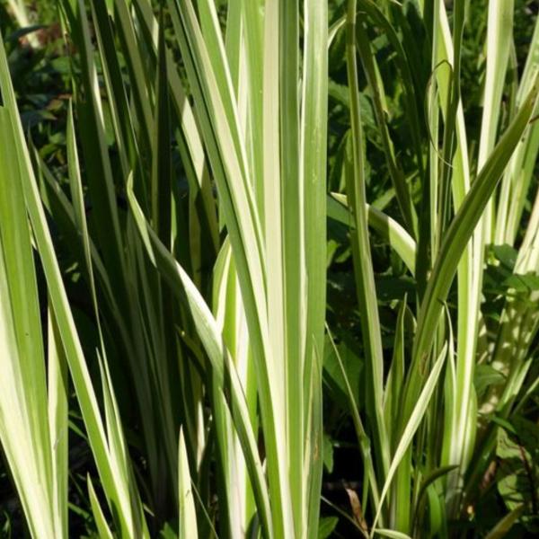 //everythingplants.co.uk/cdn/shop/files/Variegated-Sweet-Flag-Grasses-1_2a8cad77-ea2a-4124-889a-aab1c0b8c47d.jpg?v=1745850807