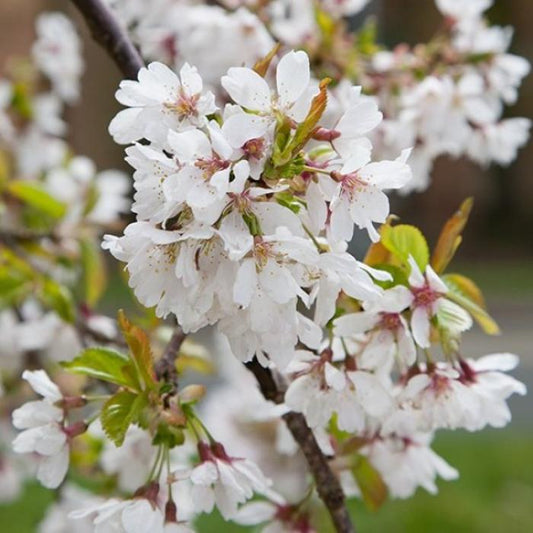 Weeping Cherry Snow Fountains Ornamental Tree (Prunus 'Snow Fountains')