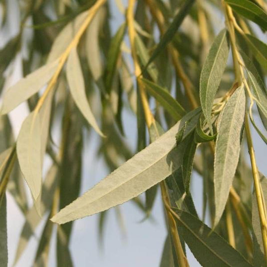 Weeping Willow Ornamental Tree Instant Hedging. For seasonal/pre-order availability and pricing, call 0330 236 7330.