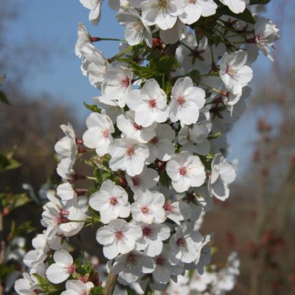 //everythingplants.co.uk/cdn/shop/files/White-Cloud-Cherry-Pleached-Tree-1_85881f52-9e37-4191-92a1-b6f121455d7c.jpg?v=1745493651