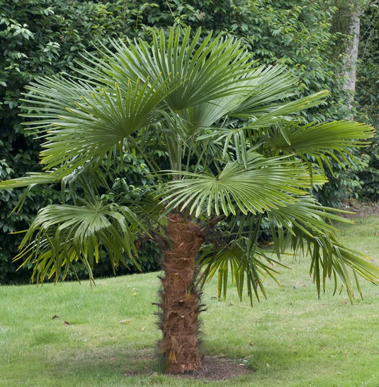 Windmill Palm Tree...