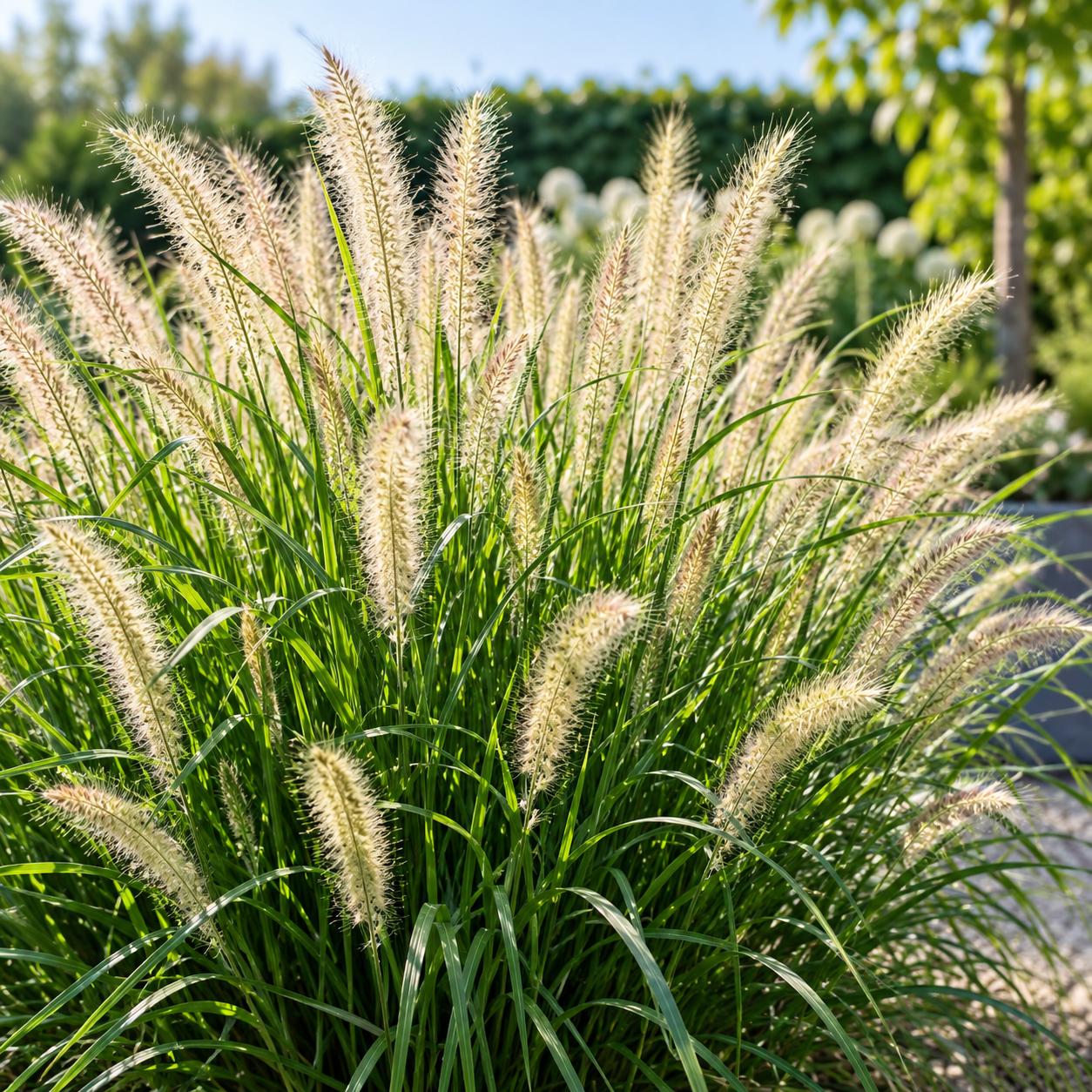 //everythingplants.co.uk/cdn/shop/files/XXFairyTailsFountainGrassPennisetum_00ae636a-99cd-4101-9d76-8337330eed44.png?v=1791363616