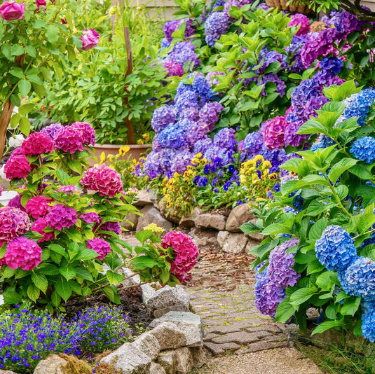 Shrubs Collections...