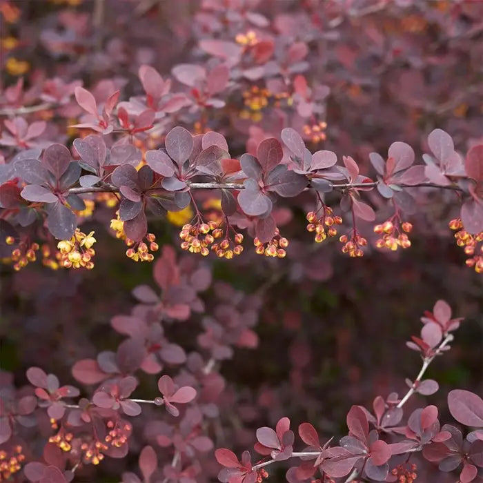//everythingplants.co.uk/cdn/shop/files/berberis-purple-_berberis-thunbergii-atropurpurea_-flower-buds-1_3c6b6a72-6840-4e6e-ab0a-b207e15c5d22.webp?v=1745493123