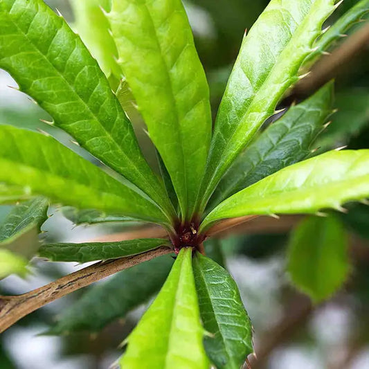 Wintergreen Barberry Instant Hedging. For seasonal/pre-order availability and pricing, call 0330 236 7330.