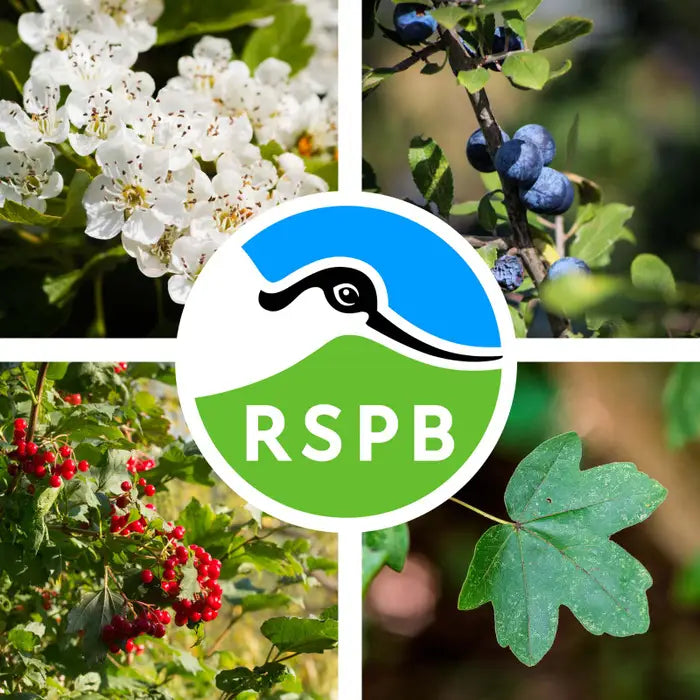 //everythingplants.co.uk/cdn/shop/files/bird-friendly-economy-mixed-hedging-1_02e8adc8-7172-40d4-97e0-3f4f9e340833.webp?v=1745849943