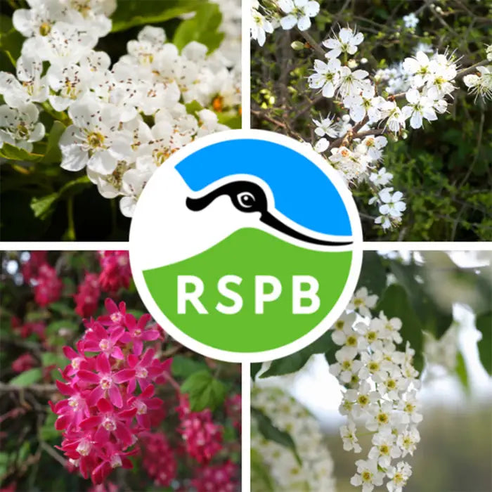 //everythingplants.co.uk/cdn/shop/files/bird-friendly-flowering-mixed-hedging-1_d02c2d17-888f-4a78-9746-db9587bbf194.webp?v=1745849948