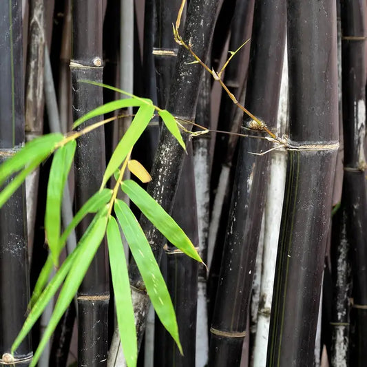 Black Bamboo Pot Grown 15L 150/175cm