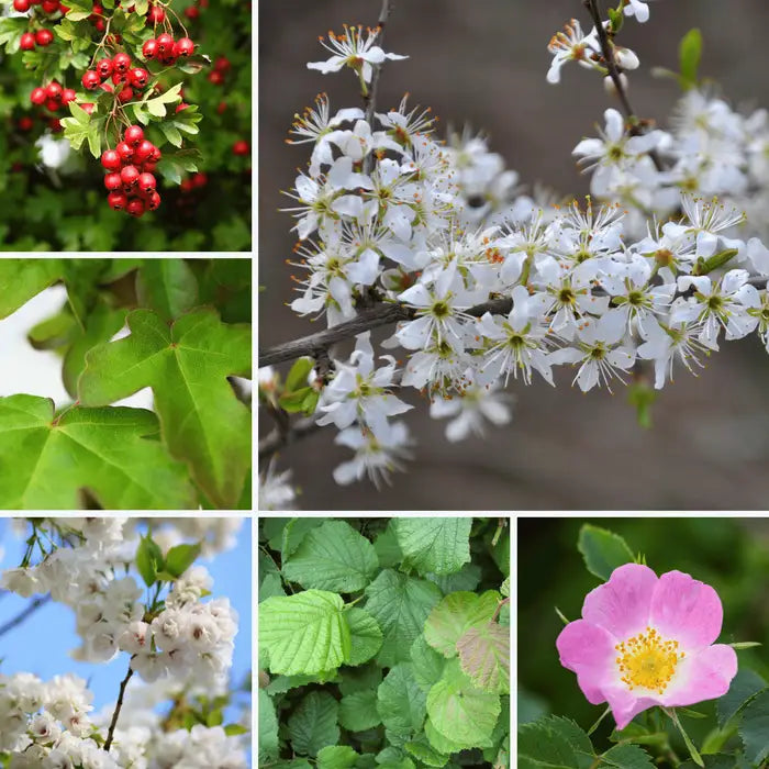 //everythingplants.co.uk/cdn/shop/files/blackthorn-based-mixed-hedging-1_ec9104ed-94ac-440f-adfd-d61e7986dd95.webp?v=1745849970